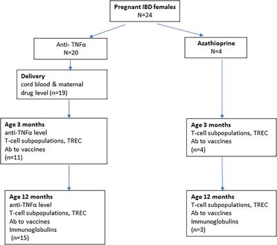 Immune function in newborns with in-utero exposure to anti-TNFα therapy